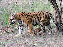बर्दियामा पाटेबाघ मृतावस्थामा फेला