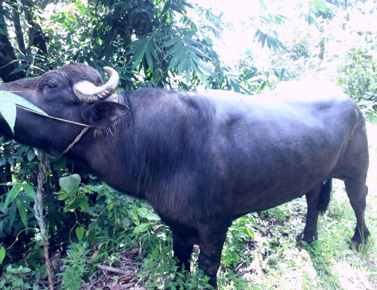 राँगो पालेरै वार्षिक ८ लाख आम्दानी