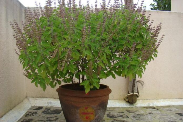 आज हरिबोधिनी एकादशी, तुलसीको विवाह गर्ने दिन