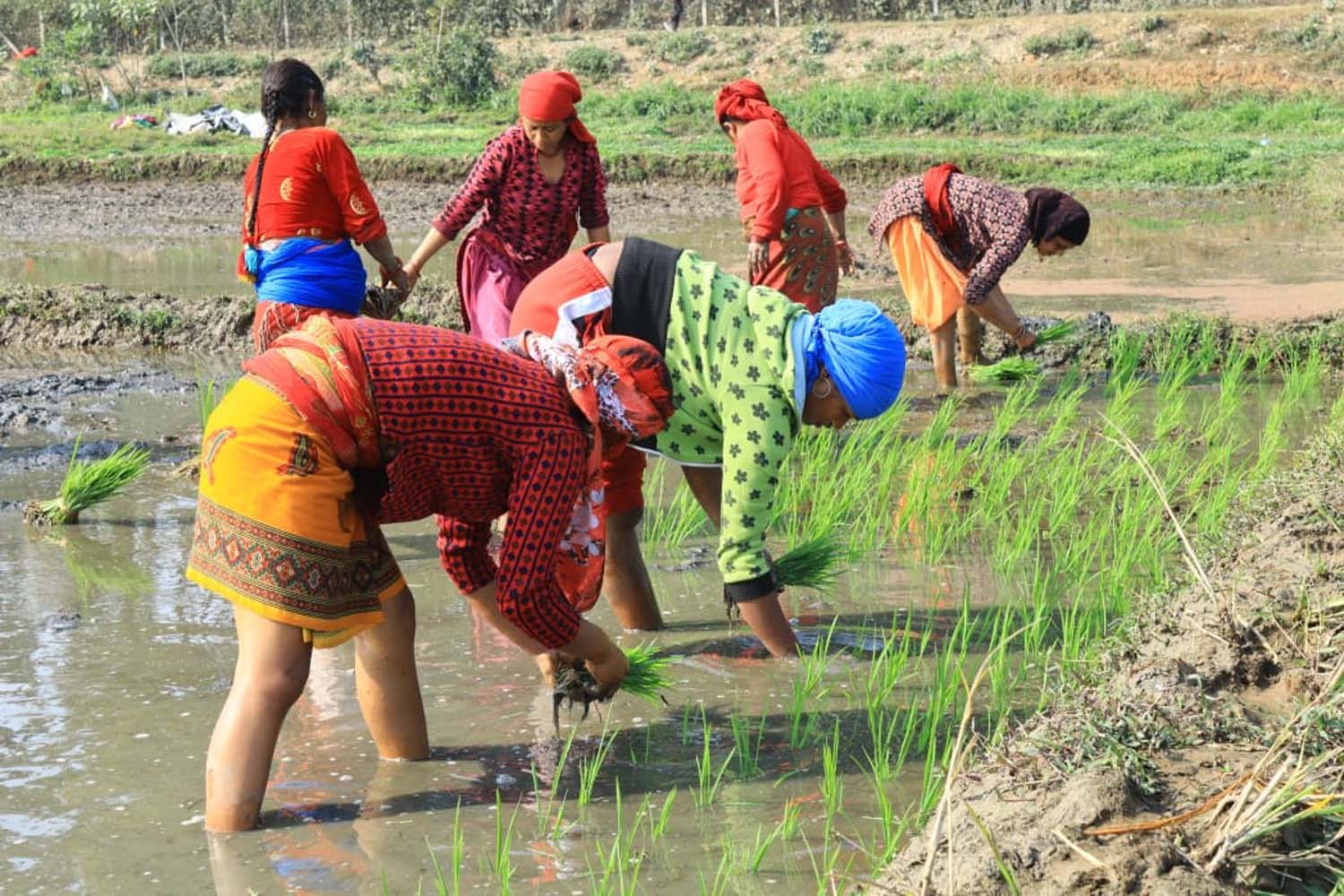 चैते धान लगाउनेको सङ्ख्या घट्दै
