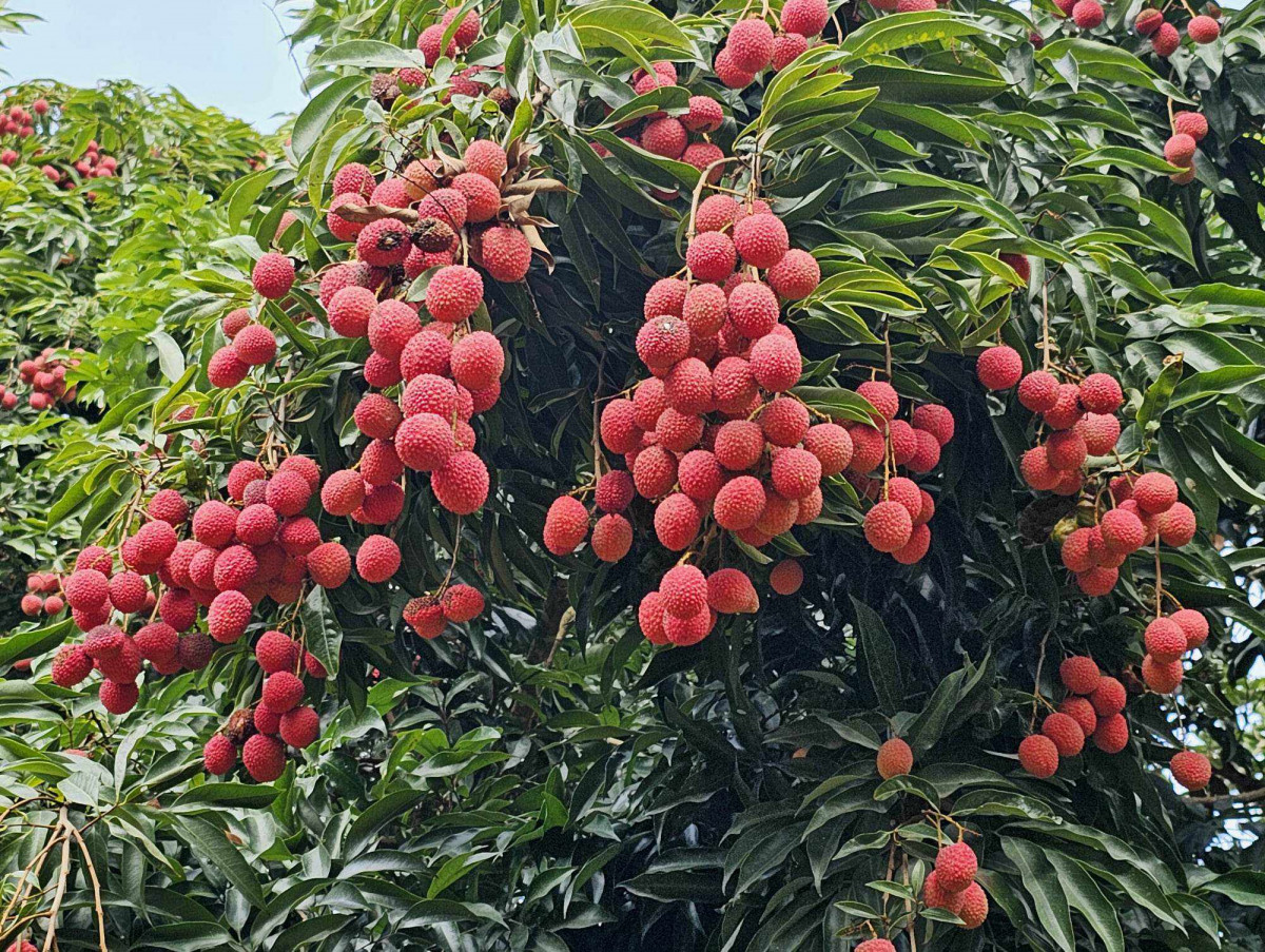 रुरुको लिचिले गर्यो ८० लाखको कारोबार