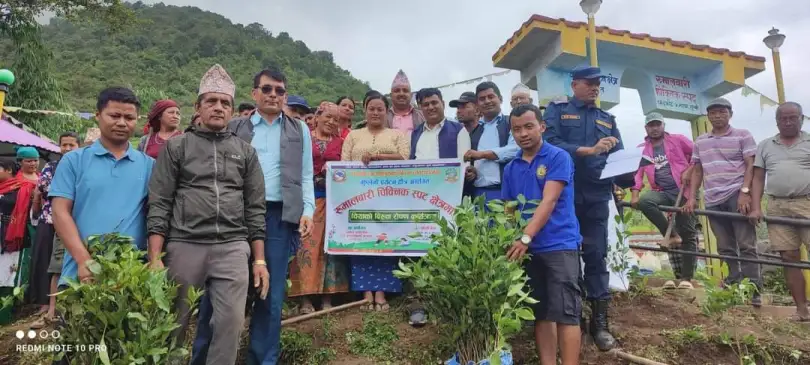 गुल्मीको चन्द्रकोटमा चिया खेतिको सुरुवात