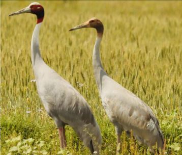 सारसका लागि स्वर्ग लुम्बिनी वृहत्तर क्षेत्र