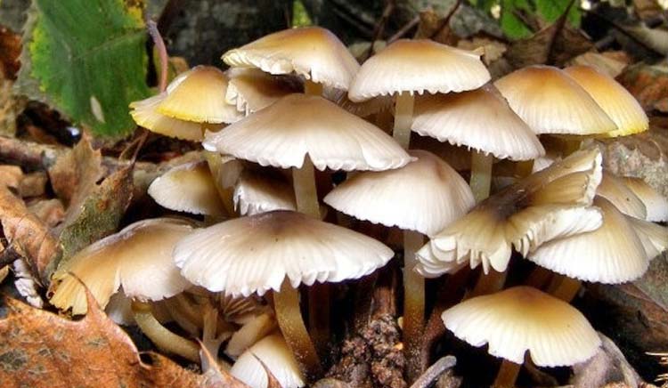 गुल्मीमा जंगली  च्याउ खाएर ३ जना बिरामी