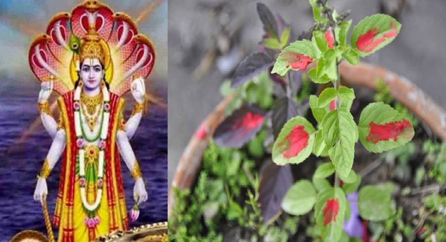 आज तुलसी–दामोदरको विवाह गरिने हरिबोधिनी एकादशी