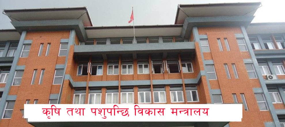 मकैको ८ वटा नयाँ जात सिफारिस