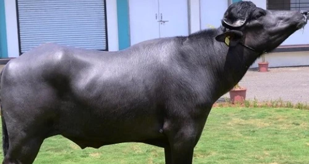 भारतले दिएको १५ वटा मुर्रा राँगा नेपाल आइपुग्दै