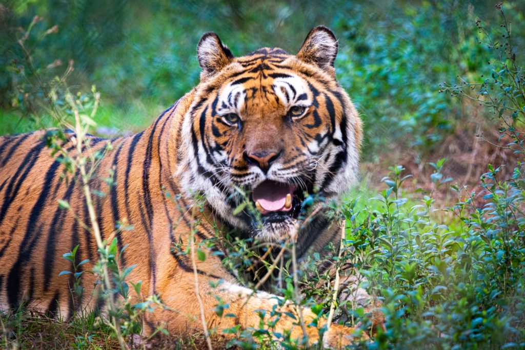 चितवनमा बाघको आक्रमणबाट एकजनाको मृत्यु