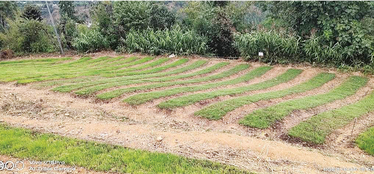 अर्घाखाँची भुमिकास्थानको १४५ रोपनी बाँझो जग्गामा प्याज र गहत खेती