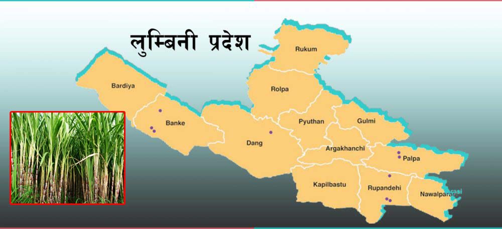 लुम्बिनी प्रदेशमा उखु उत्पादन बढ्यो