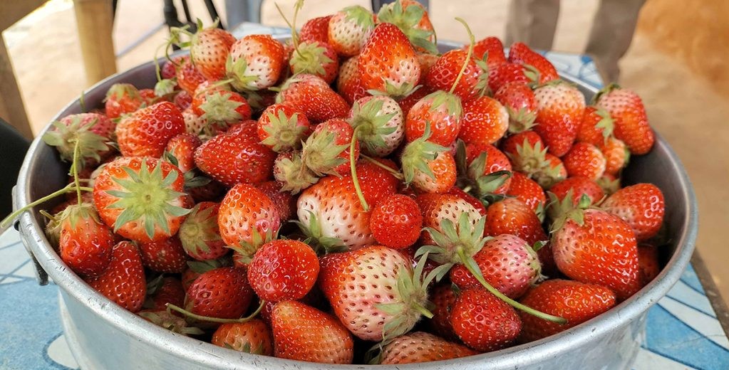 गुल्मीमा व्यावसायिक रुपमै स्ट्रबेरी खेती सुरु