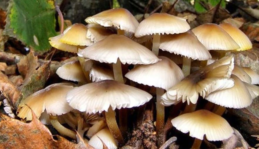 जङ्गली च्याउ खाएर एकै घरका ८ जना बिरामी