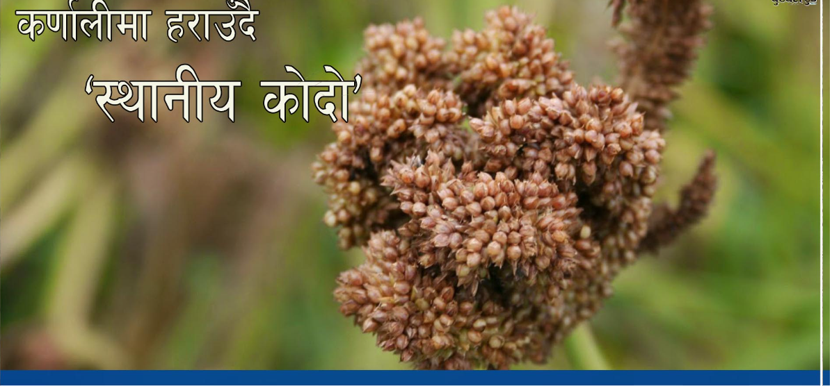 कर्णालीमाहराउँदै ‘स्थानीय कोदो