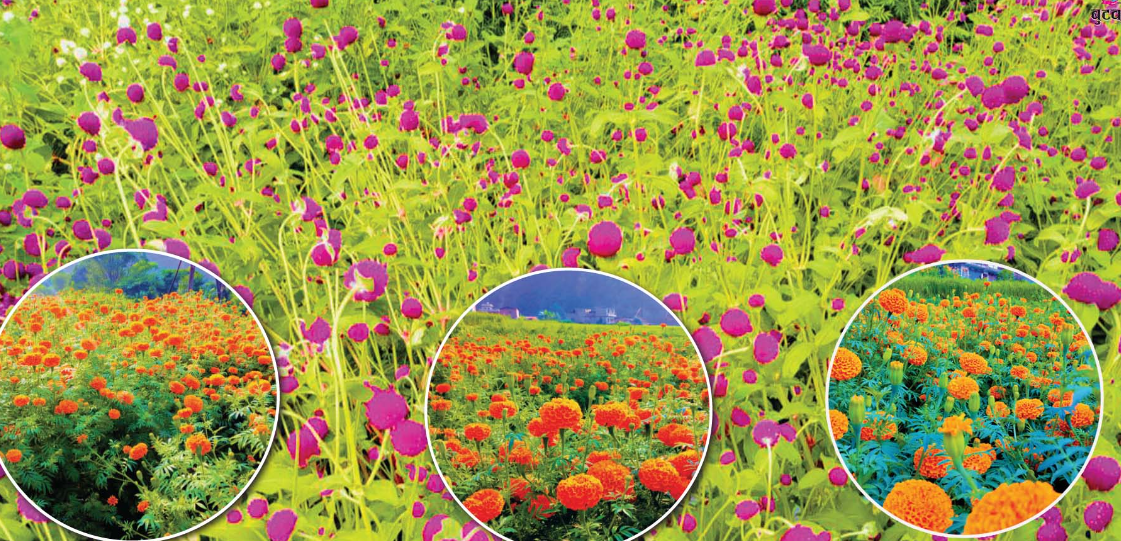 तिहारलाई तयार ‘विद्यार्थीको मखमली’