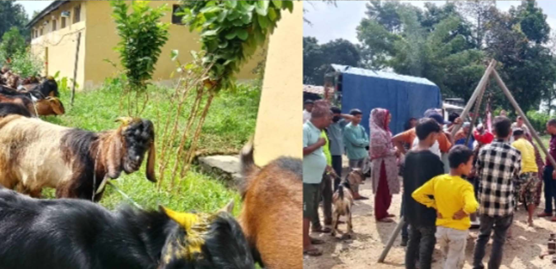 दसैंलाई खसीबोका बिक्री गर्दै किसान र सहकारी