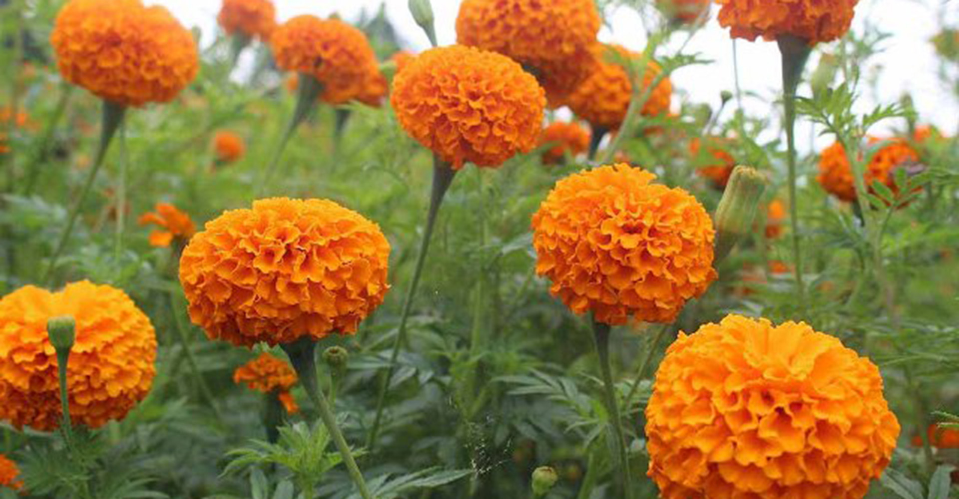 भारतीय फूलमालाले त्रसित नेपाली कृषक : ‘रुपन्देहीमा भित्रिन थाल्यो भारतीय फूलमाला’