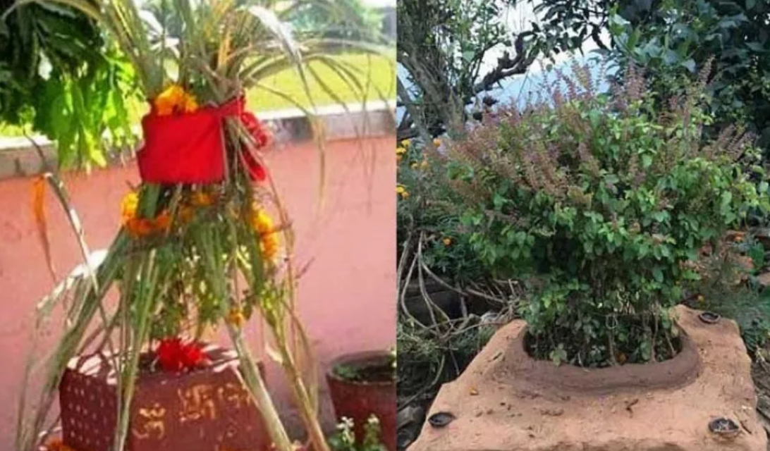 आज हरिबोधिनी एकादशी पर्वः तुलसी र दामोदरको विवाह !