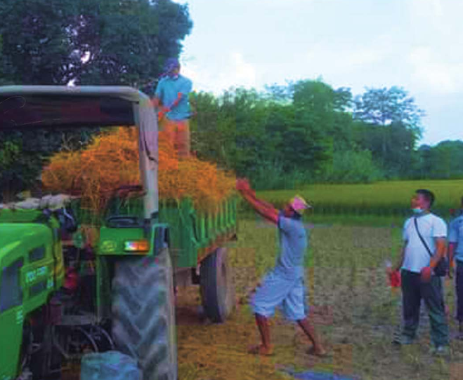 धानको परालः जलाए प्रदूषण, दान दिए पुण्य